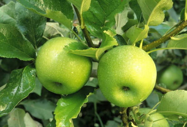 Витамины круглый год: 7 лучших сортов яблок для зимнего хранения